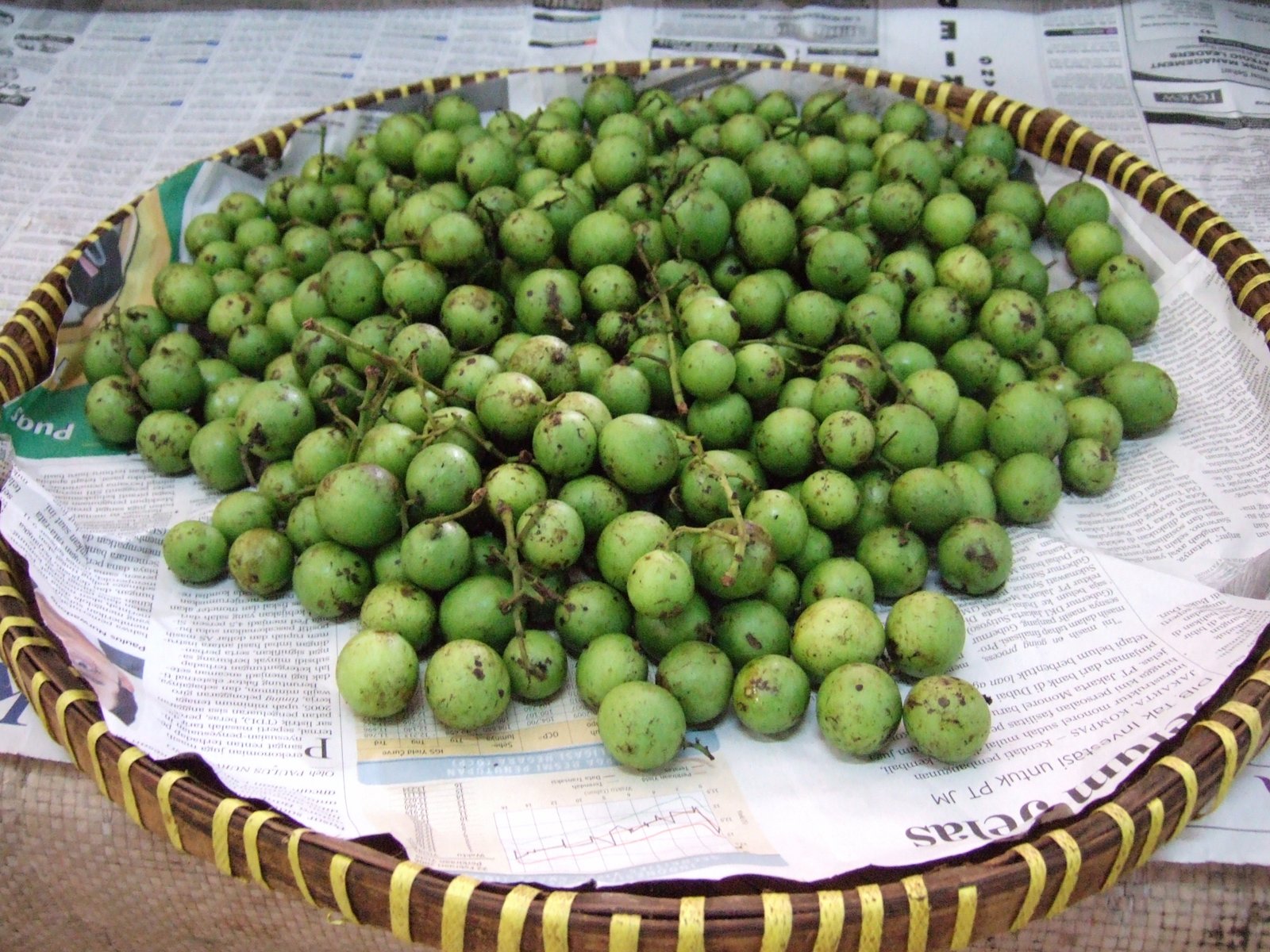 Bouea macrophylla young fruit